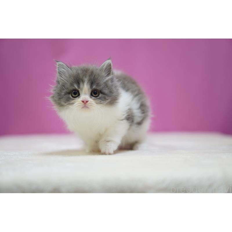 成約済の埼玉県のスコティッシュストレート-136065の6枚目