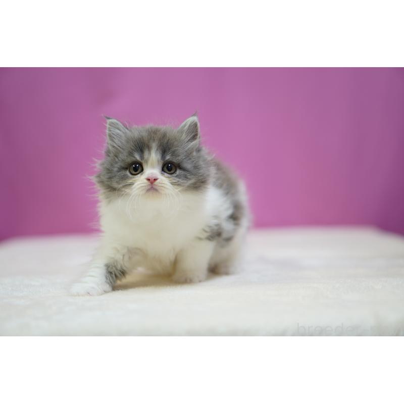 成約済の埼玉県のスコティッシュストレート-136065の4枚目