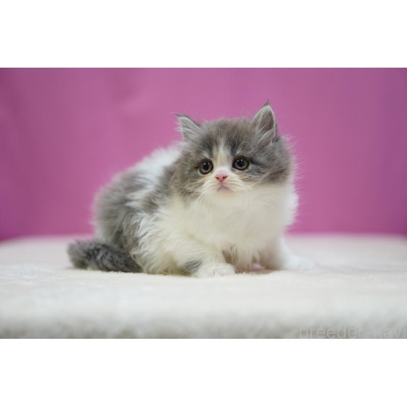 成約済の埼玉県のスコティッシュストレート-136065の3枚目