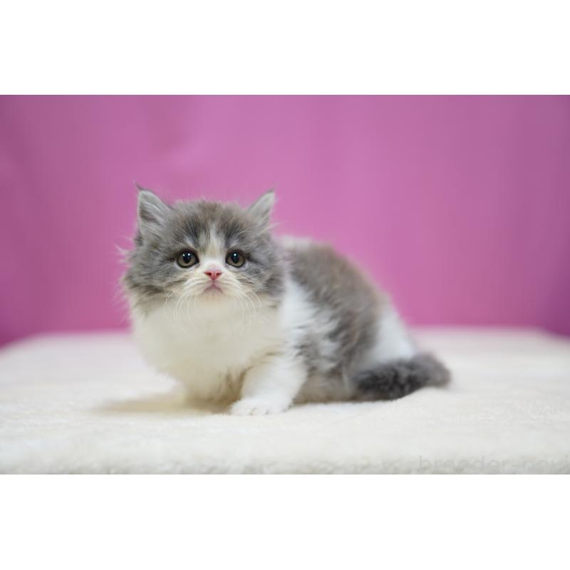 成約済の埼玉県のスコティッシュストレート-136065の2枚目