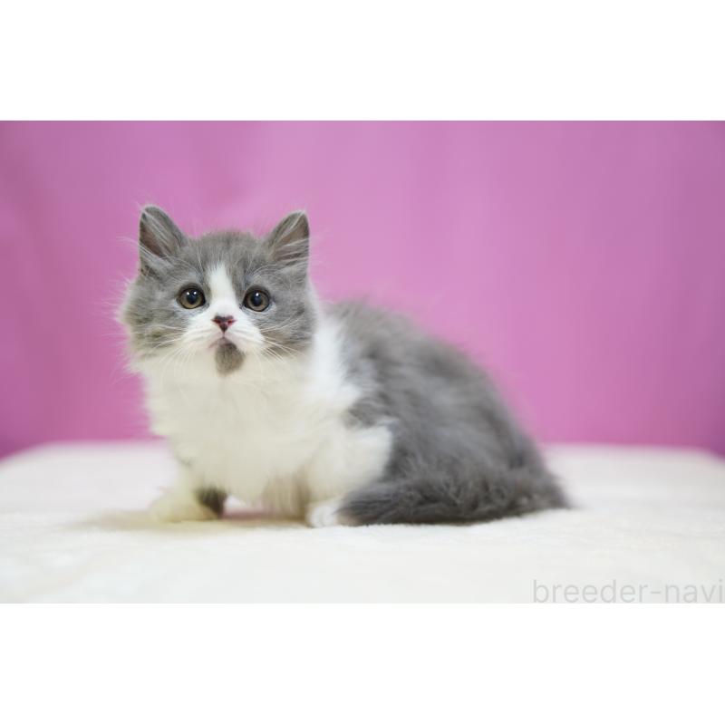 販売中の埼玉県のスコティッシュフォールド-136480の5枚目