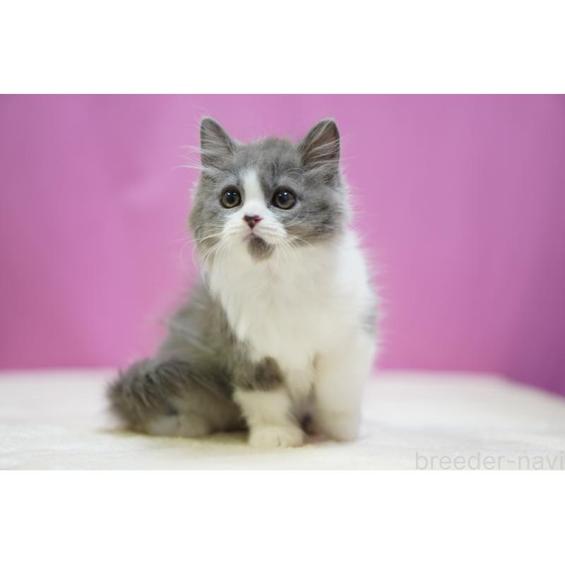 販売中の埼玉県のスコティッシュフォールド-136480の4枚目