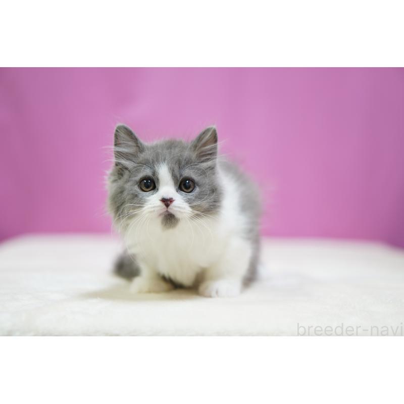 販売中の埼玉県のスコティッシュフォールド-136480の3枚目