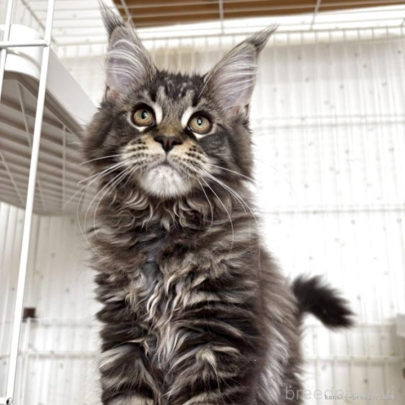 販売中の千葉県のメインクーン-134705