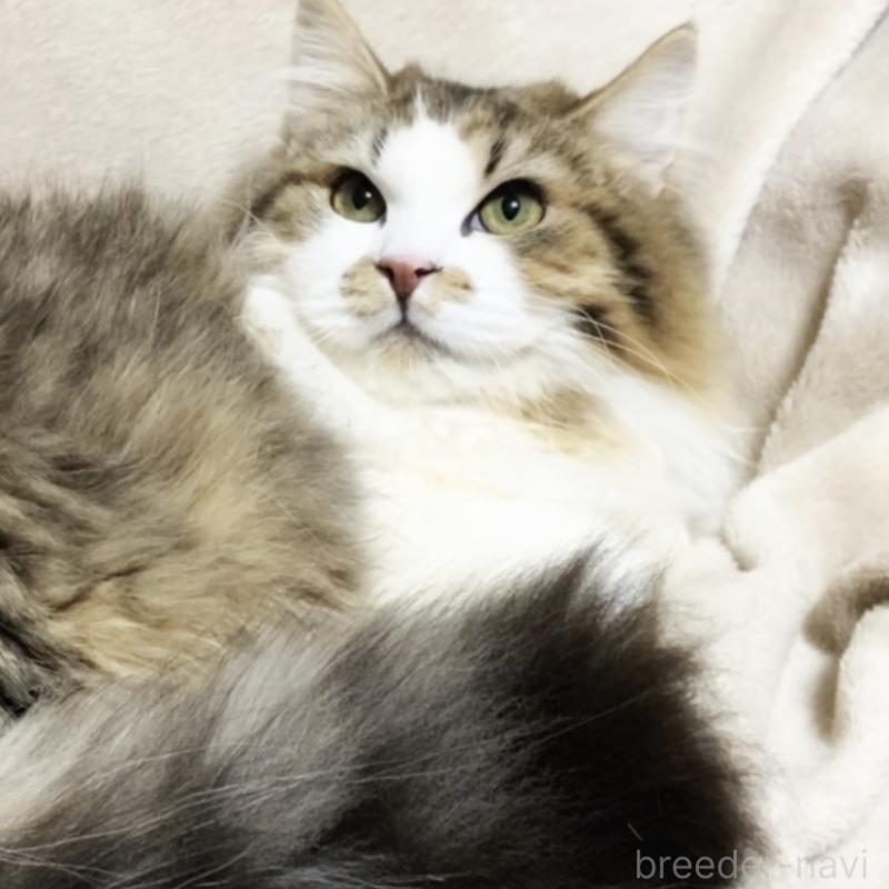 販売中の埼玉県のミックス-136965の1枚目