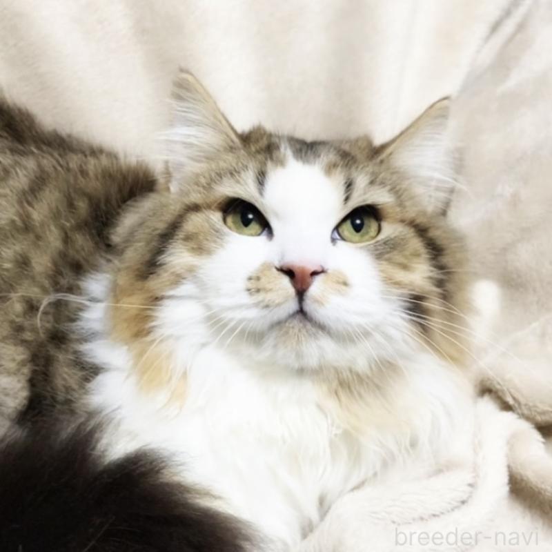 販売中の埼玉県のミックス-136965の5枚目