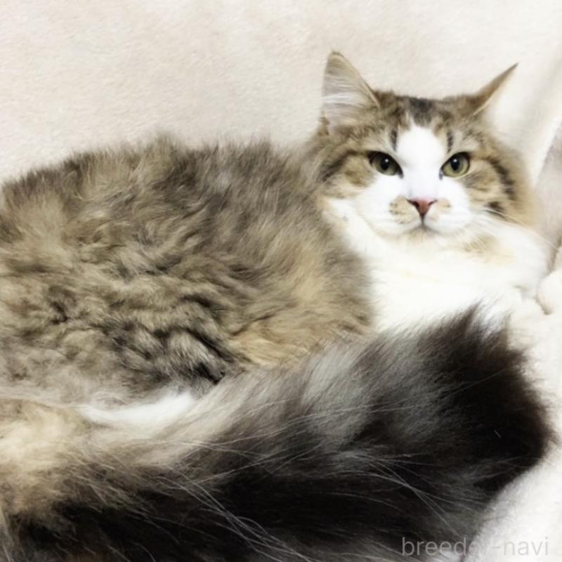 販売中の埼玉県のミックス-136965の4枚目