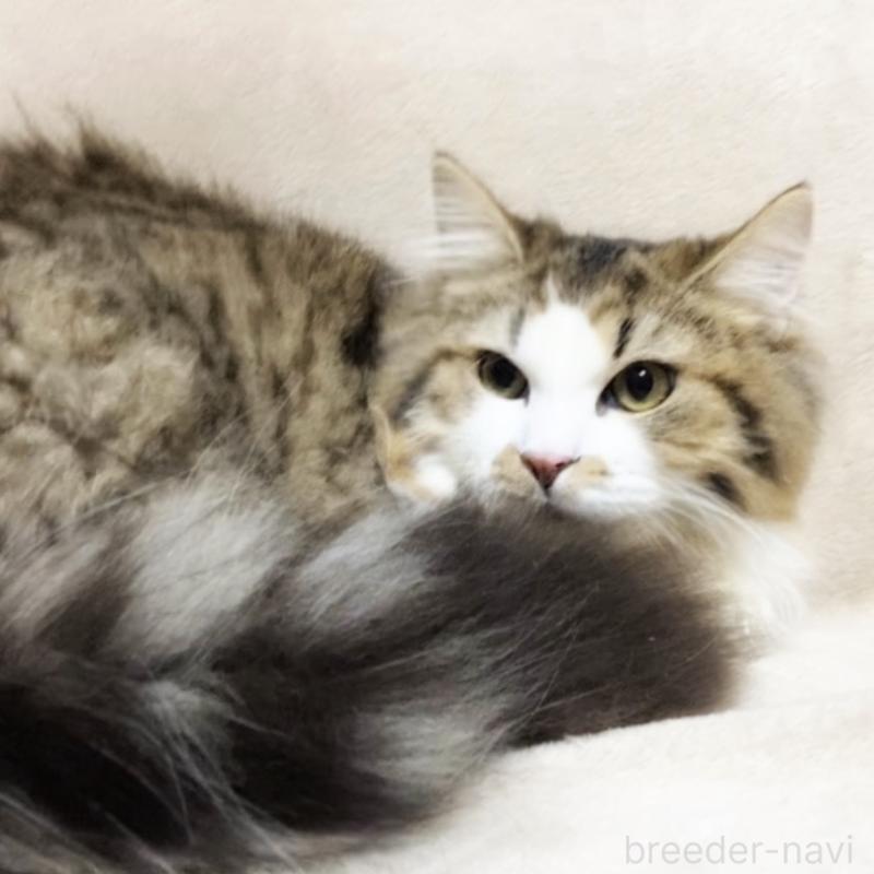 販売中の埼玉県のミックス-136965の3枚目