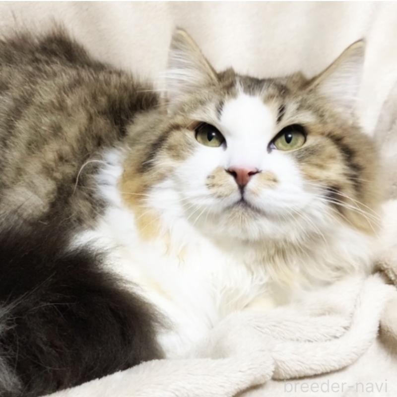 販売中の埼玉県のミックス-136965の2枚目