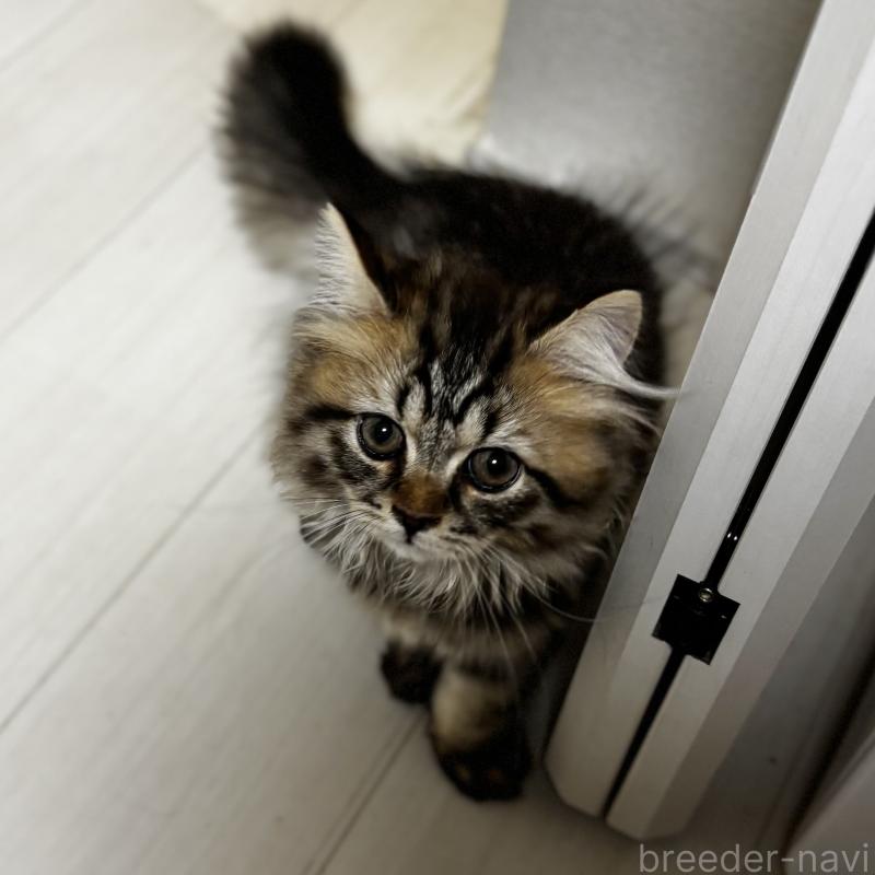 成約済の埼玉県のブリティッシュロングヘア-132323の2枚目