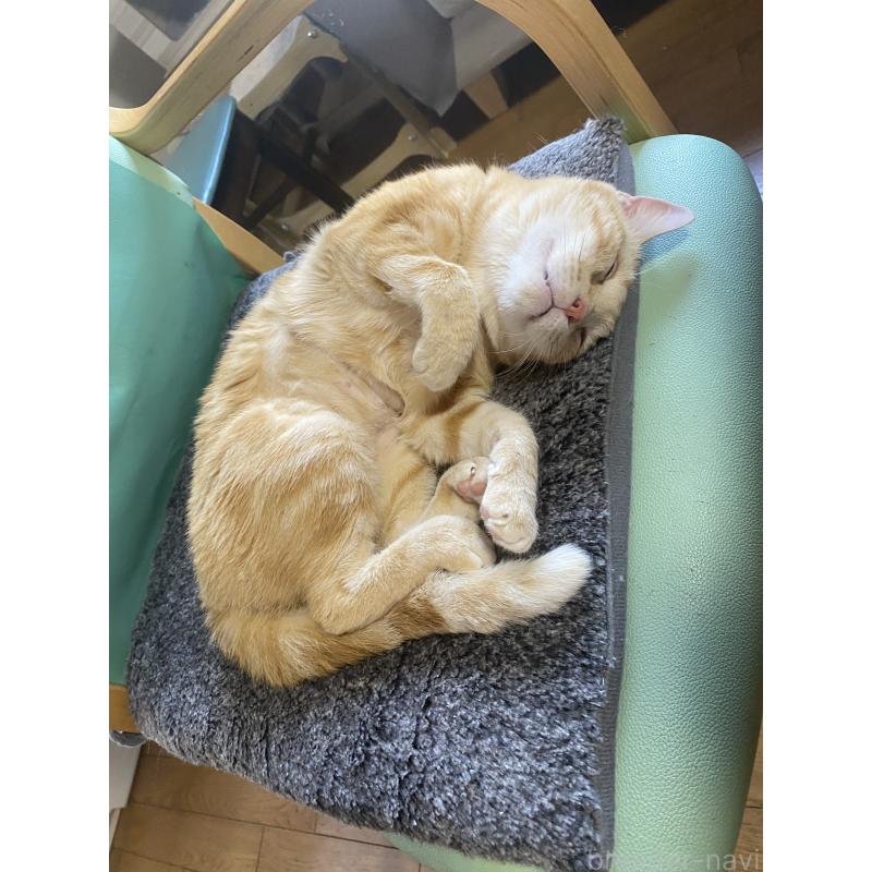 販売中の福岡県のアメリカンショートヘア-118614の4枚目