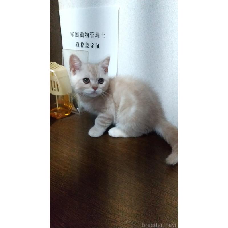 成約済の栃木県のスコティッシュフォールド-136054の5枚目