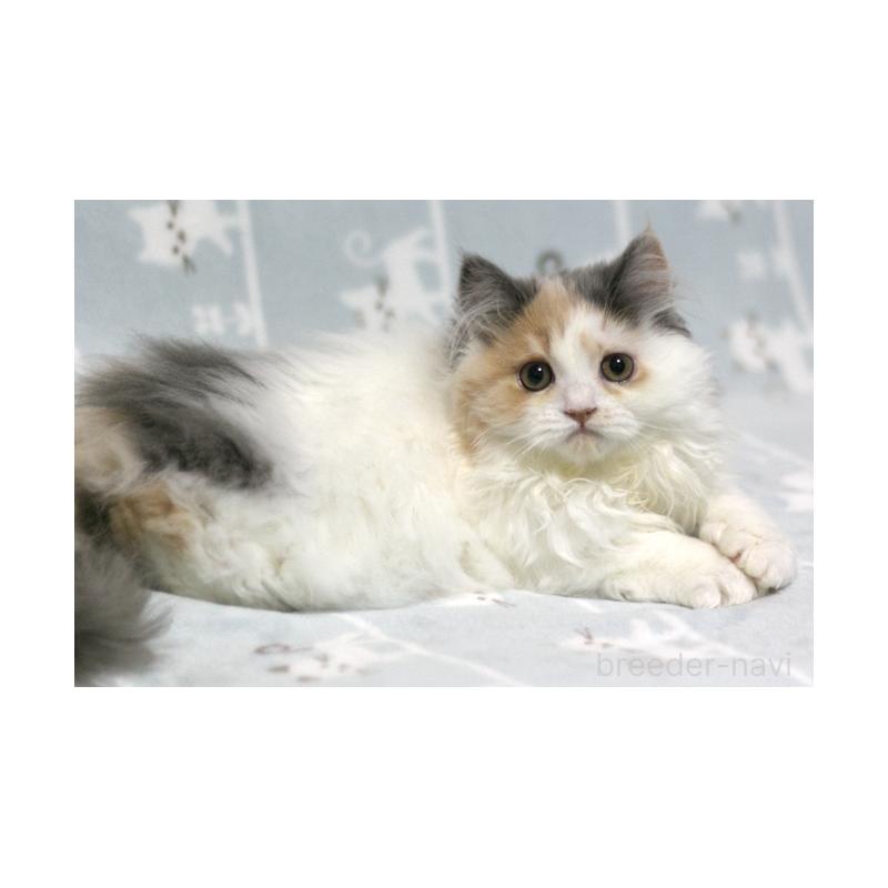 成約済の群馬県のミヌエット-133570の3枚目