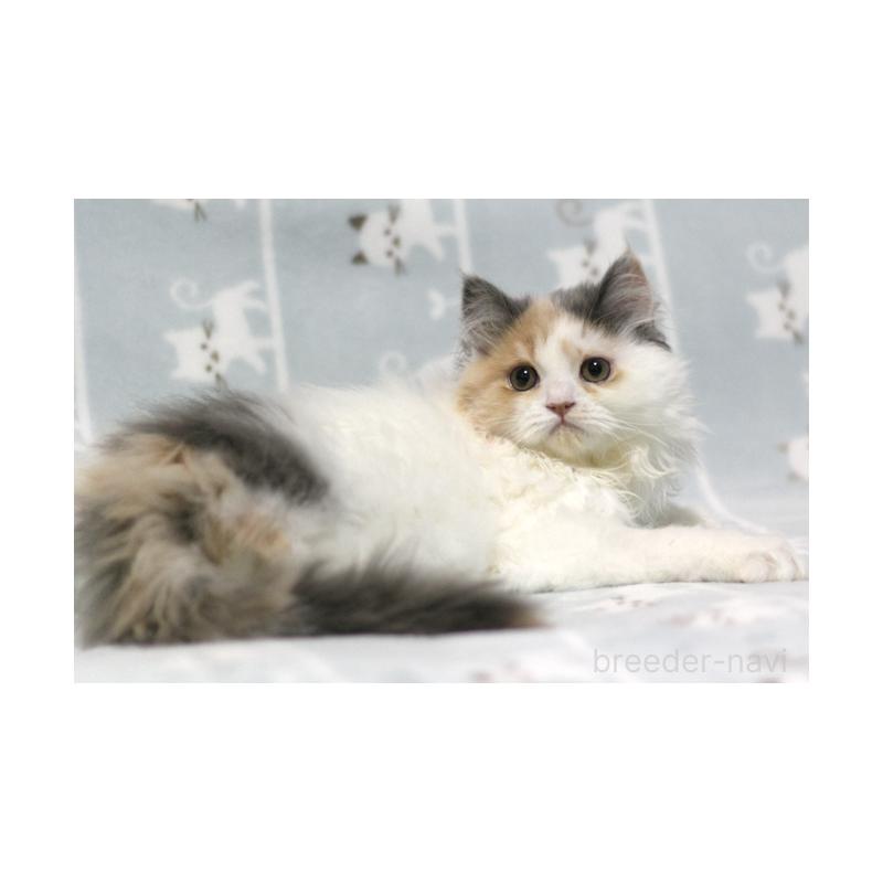 成約済の群馬県のミヌエット-133570の2枚目