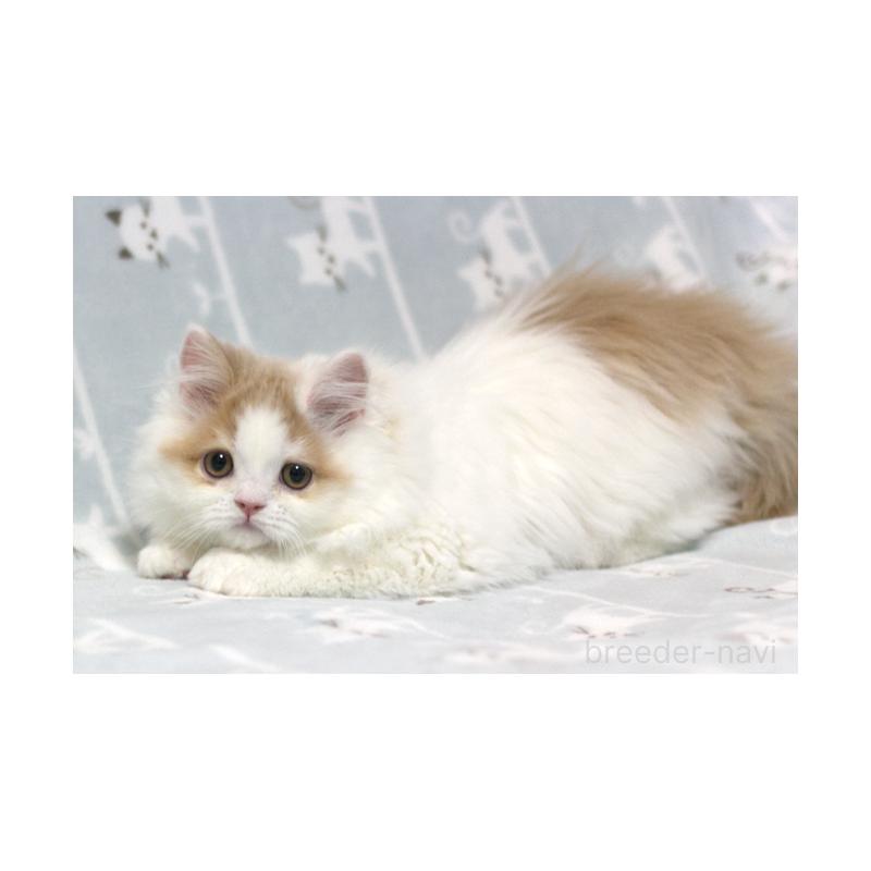 成約済の群馬県のミヌエット-133571の4枚目