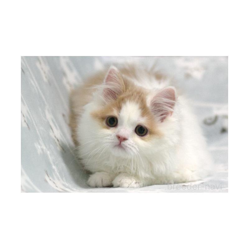 成約済の群馬県のミヌエット-133571の3枚目