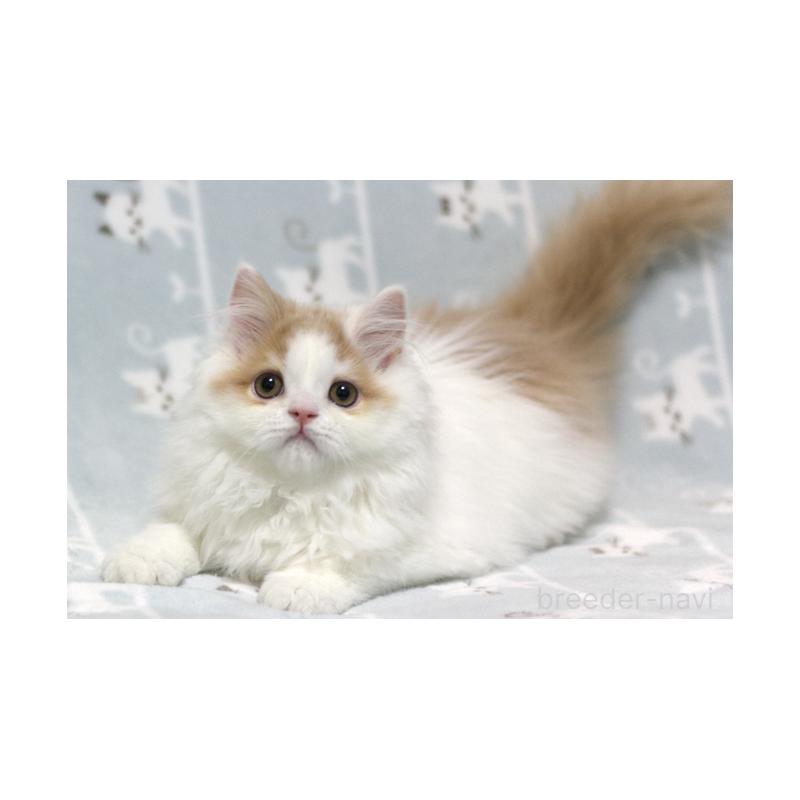 成約済の群馬県のミヌエット-133571の2枚目