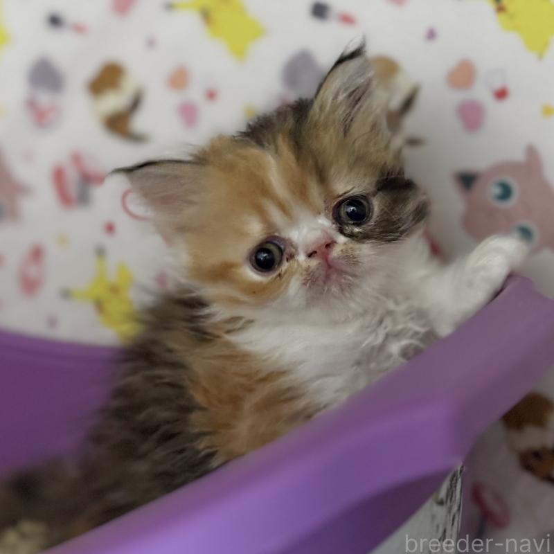 販売中の埼玉県のエキゾチックロングヘア-135174の2枚目