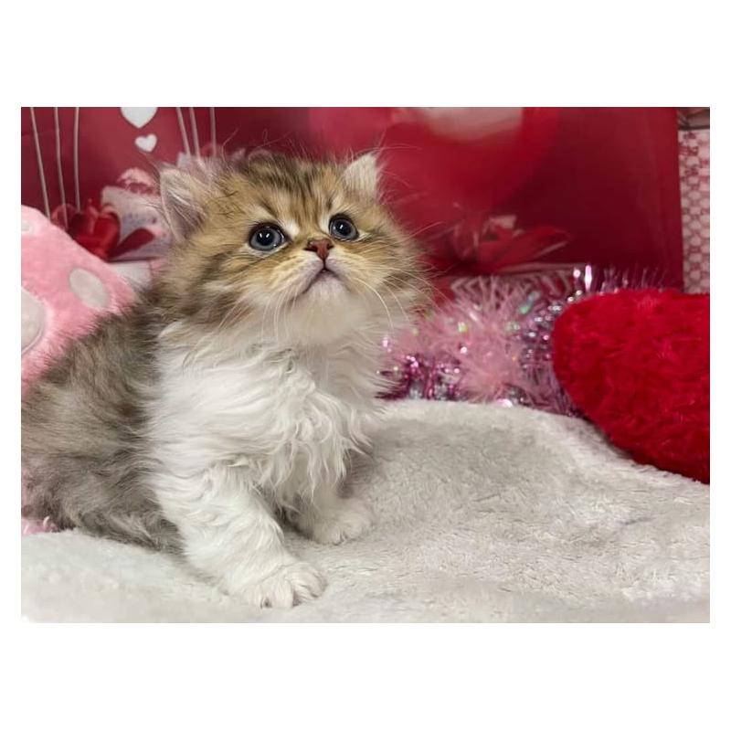 成約済の大阪府のスコティッシュフォールド-136966の3枚目