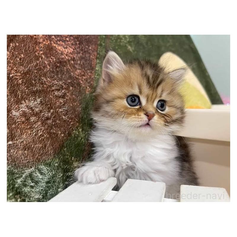 成約済の大阪府のスコティッシュフォールド-136966の2枚目