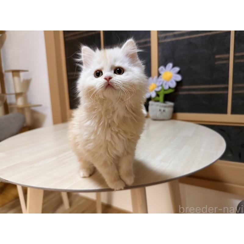 販売中の千葉県のマンチカン-133774の9枚目