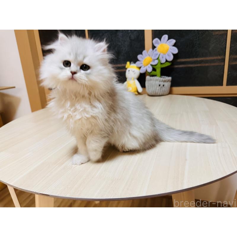 成約済の千葉県のミヌエット-133773の5枚目