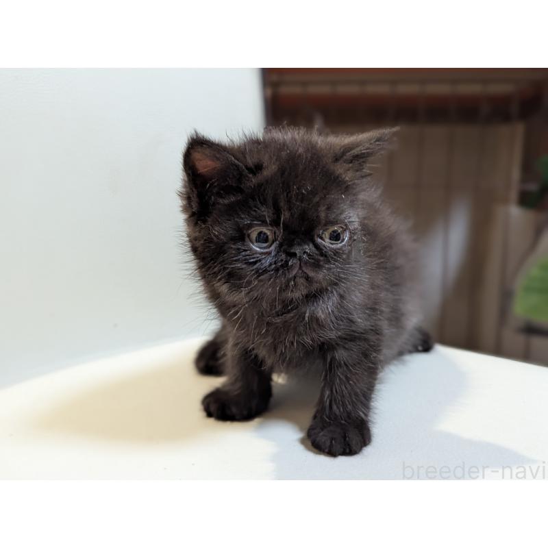 販売中の愛知県のエキゾチックショートヘア-135000の4枚目