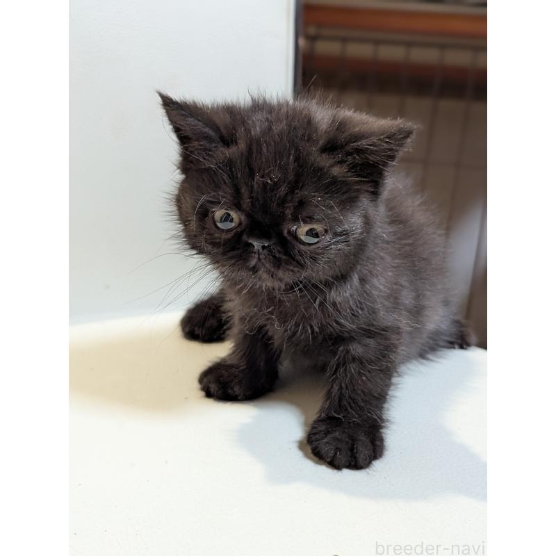 販売中の愛知県のエキゾチックショートヘア-135000の3枚目