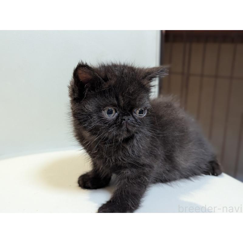 販売中の愛知県のエキゾチックショートヘア-135000の2枚目