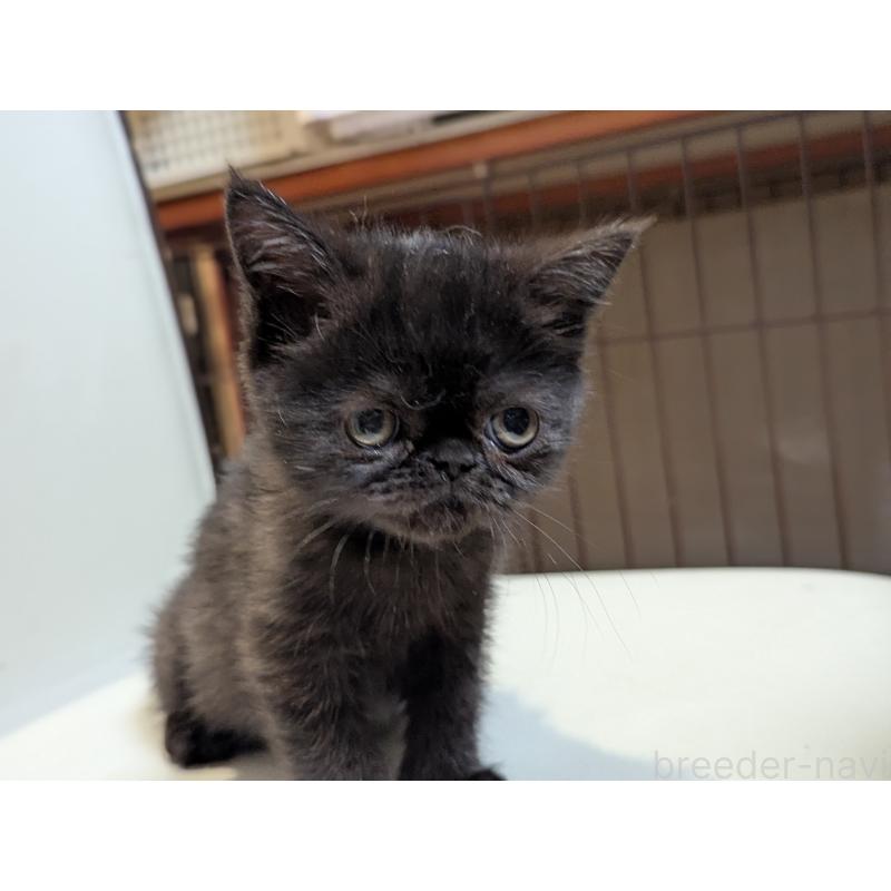 販売中の愛知県のエキゾチックショートヘア-135253の4枚目