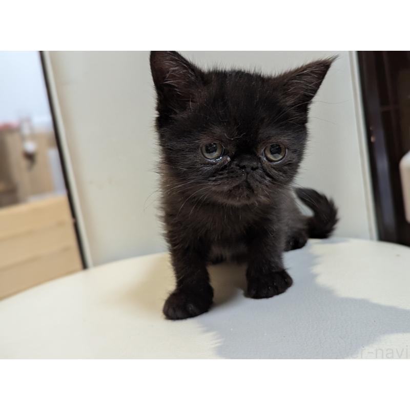 販売中の愛知県のエキゾチックショートヘア-135253の3枚目