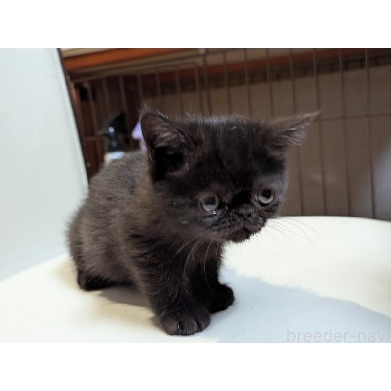 販売中の愛知県のエキゾチックショートヘア-135253の2枚目