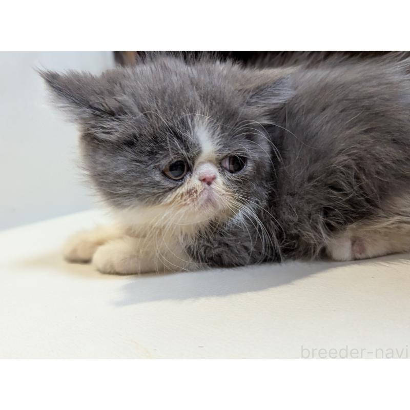 販売中の愛知県のエキゾチックロングヘア-135252の5枚目