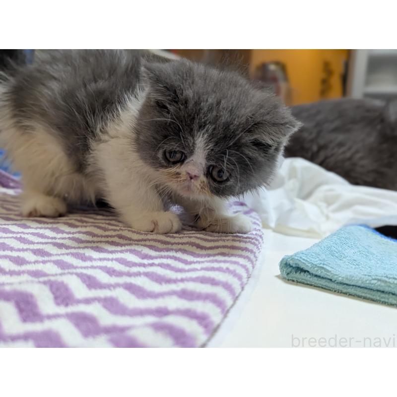 販売中の愛知県のエキゾチックロングヘア-135252の4枚目