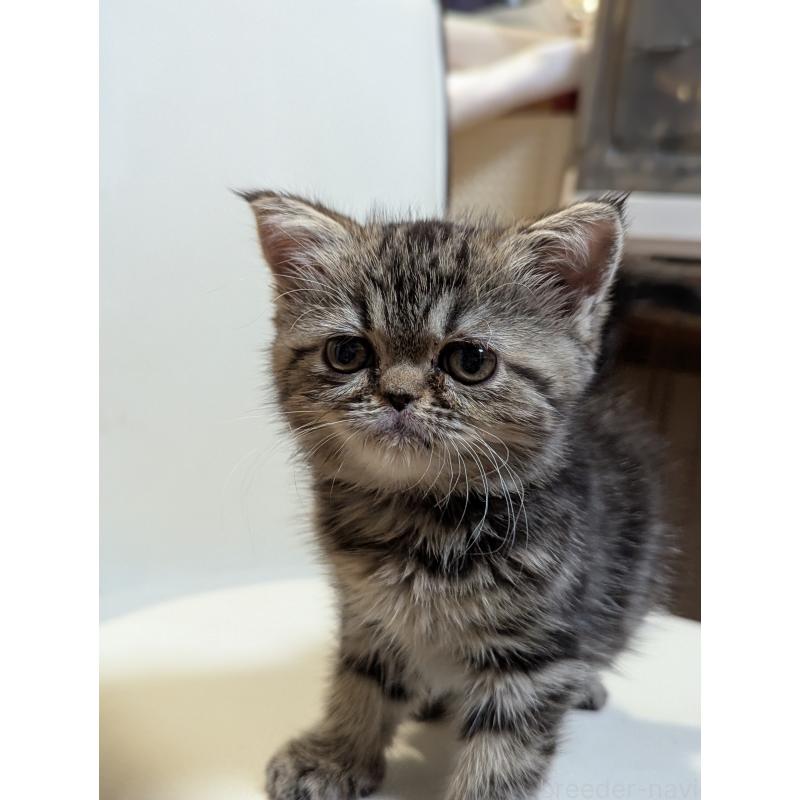 販売中の愛知県のエキゾチックショートヘア-135254の4枚目