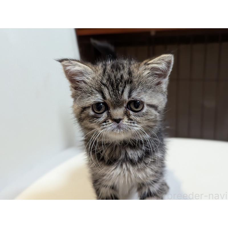 販売中の愛知県のエキゾチックショートヘア-135254の3枚目