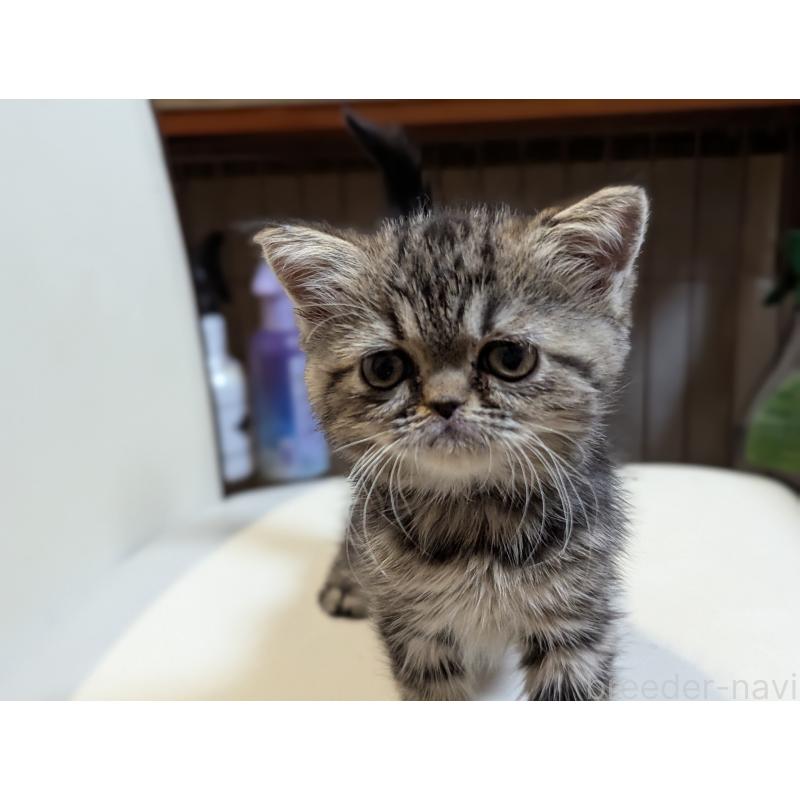 販売中の愛知県のエキゾチックショートヘア-135254の2枚目