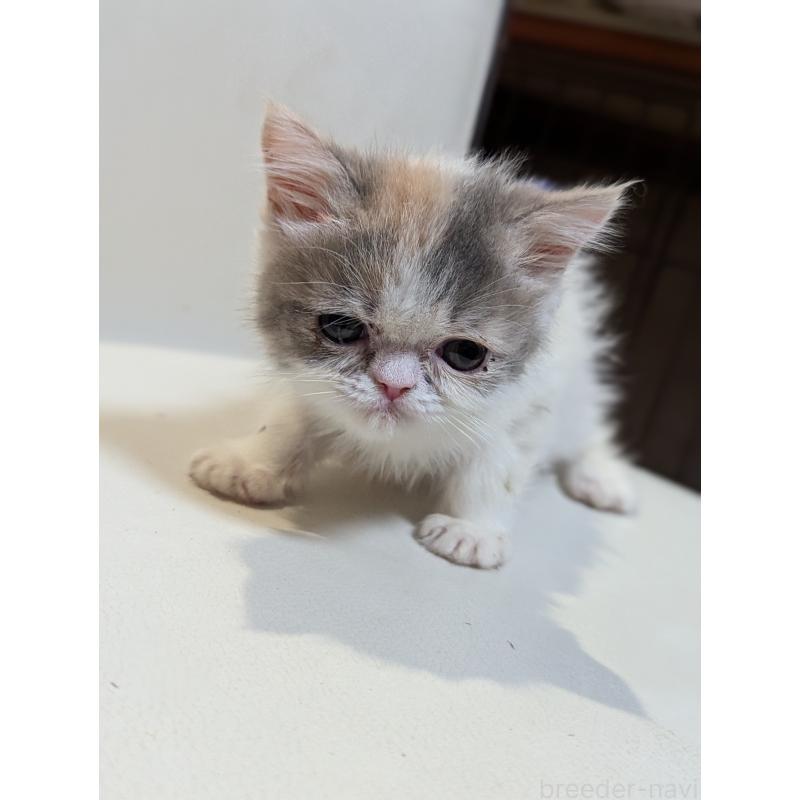 販売中の愛知県のエキゾチックショートヘア-134998の4枚目