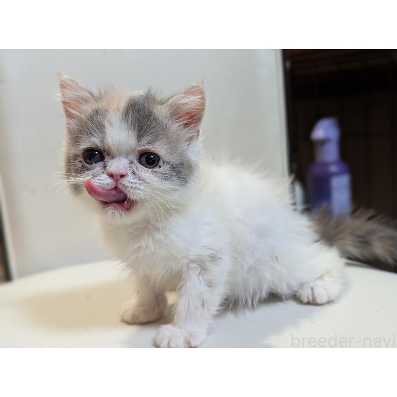 販売中の愛知県のエキゾチックショートヘア-134998の3枚目