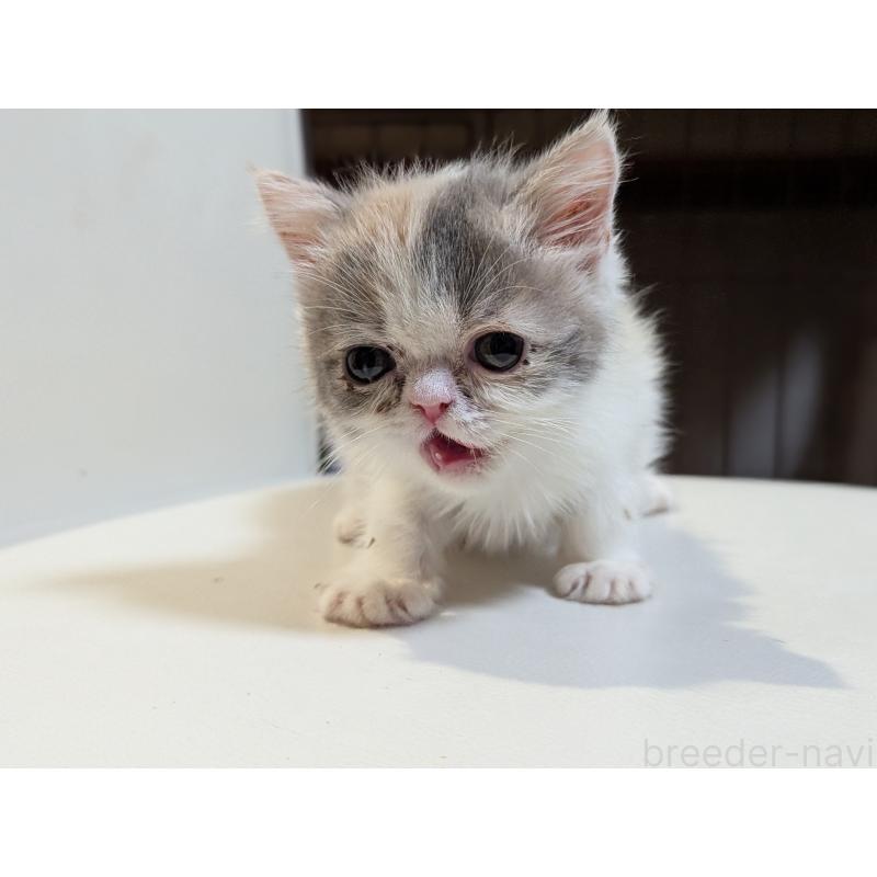 販売中の愛知県のエキゾチックショートヘア-134998の2枚目