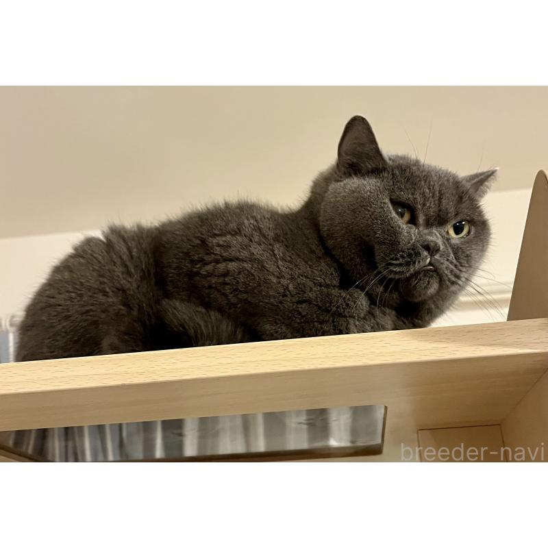 成約済の埼玉県のブリティッシュショートヘア-119377の2枚目