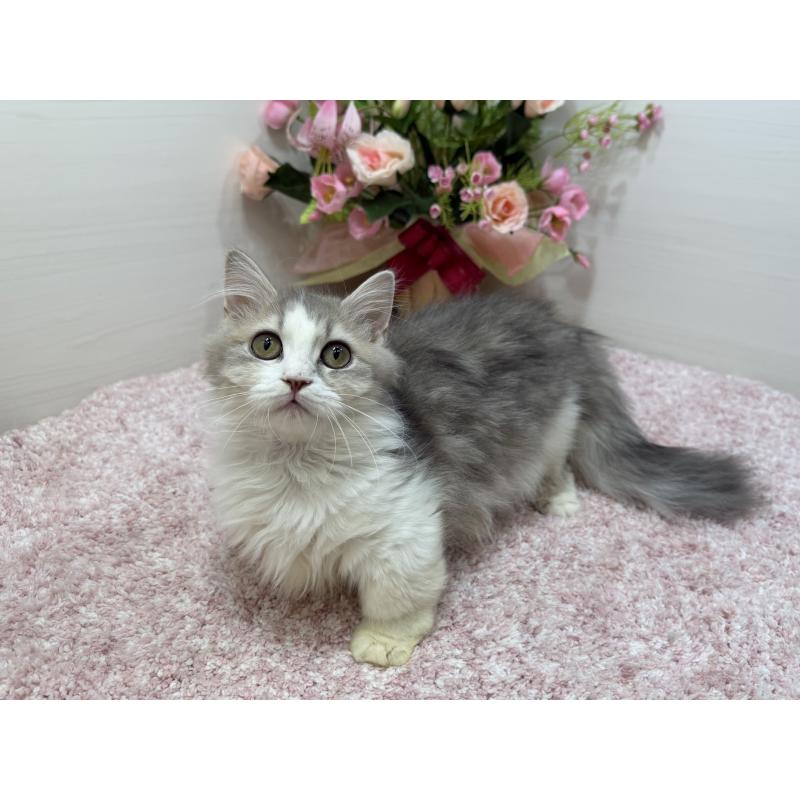 販売中の東京都のミヌエット(短足)-135372の5枚目