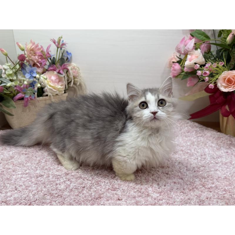 販売中の東京都のミヌエット(短足)-135372の4枚目