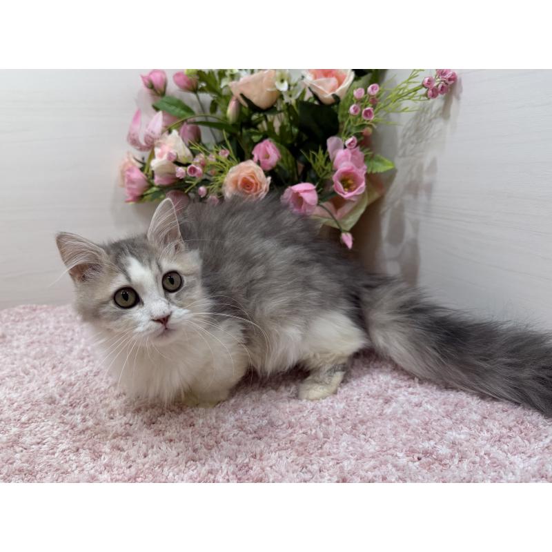 販売中の東京都のミヌエット(短足)-135372の3枚目