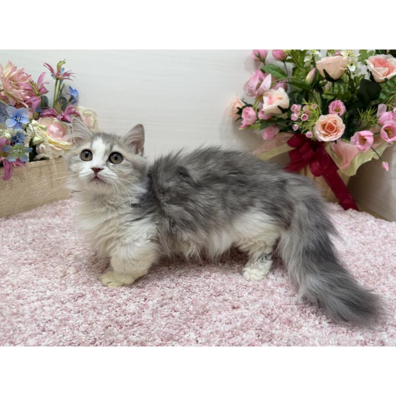 販売中の東京都のミヌエット(短足)-135372の2枚目