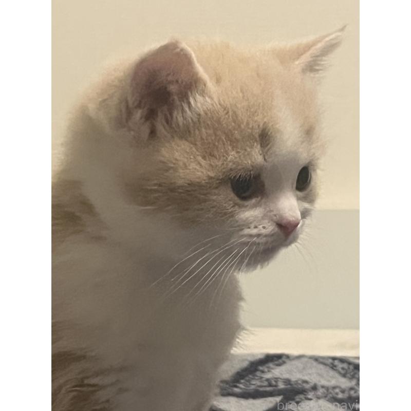 成約済の東京都のスコティッシュフォールド-134894の2枚目