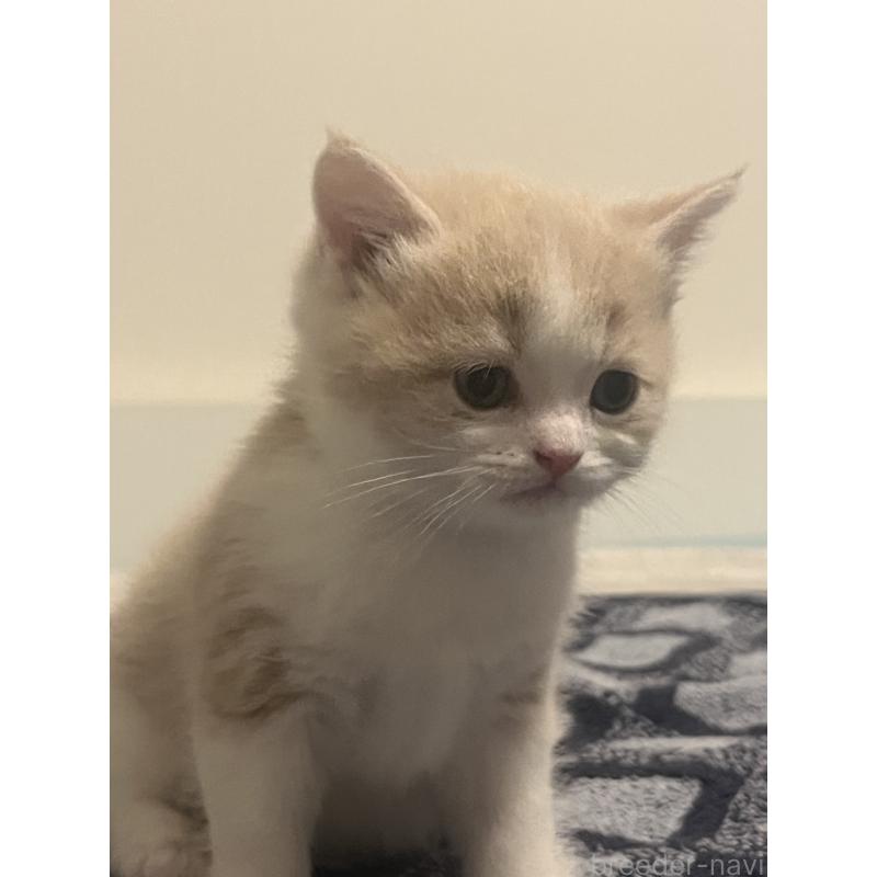 商談中の東京都のスコティッシュフォールド-120748の3枚目