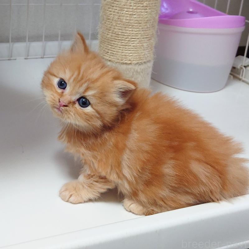 販売中の埼玉県のミヌエット-136382