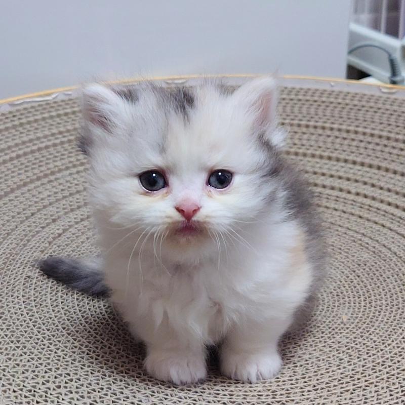 販売中の埼玉県のミヌエット(短足)-136379