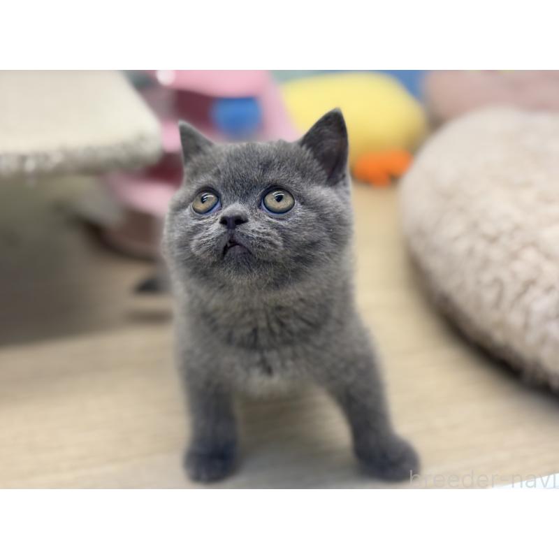 販売中の神奈川県のブリティッシュショートヘア-135297の11枚目